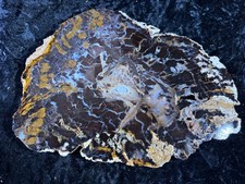 Polished Petrified Wood Shrinkwood Parker, CO 9.5”x6.5” Fossil Geology