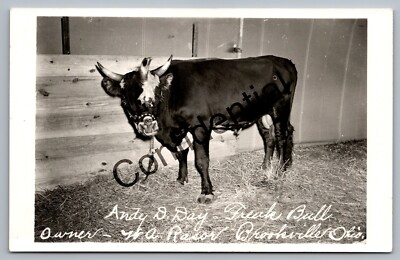 Real Photo Andy D Day Three Horned Bull Animal Freak Brooksville OH RP RPPC G381