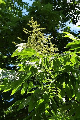 Sapindus Mukorossi 5 Seeds, Big Soap Nut Tree Soapberry Washnut - Picture 2 of 6