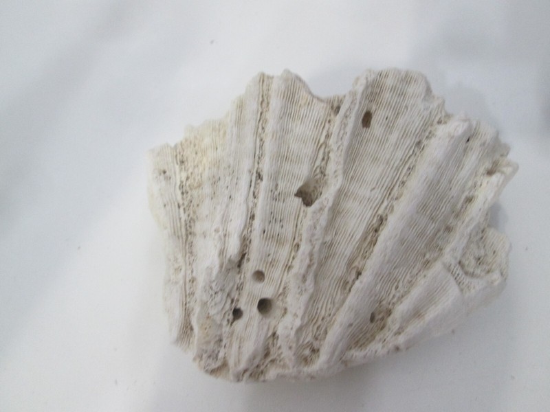 Natural Coral Sea Specimen Nautical  Décor 4"x3"
