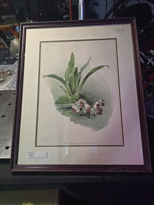 Joseph Mansell Del Hand Colored Lithograph Botanical Reichenbachia TAB 86 London