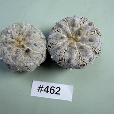 Sale 2pcs Rare Plant Astrophytum asterias ‘Snow’ V pattern WYSIWYG Garden Decor