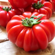 Costoluto Genovese Tomato Seeds, Italian Ribbed, NON-GMO, FREE SHIPPING