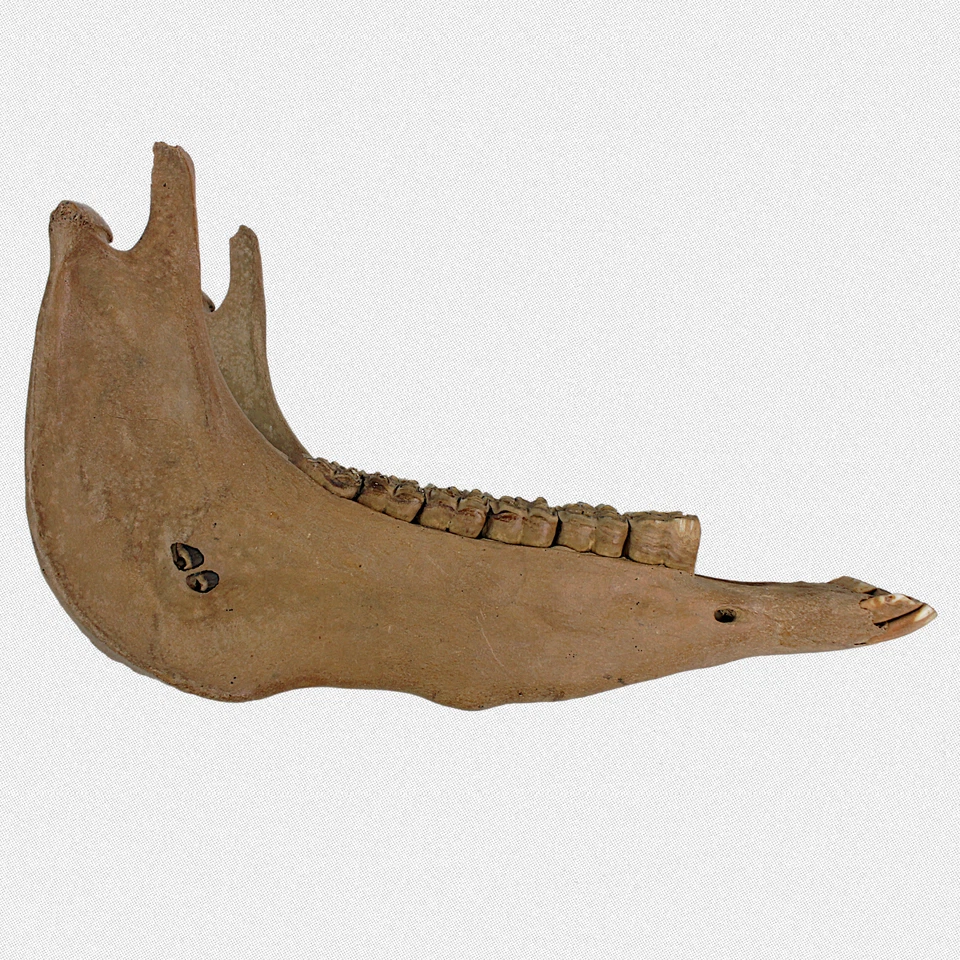 Wildpferd Unterkiefer STUTE vollständig - Kabinettstück - Eiszeit Fossil SELTEN - Bild 1 von 4