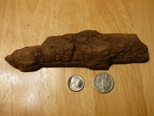 Potomac Bark Style Driftwood Aquarium Reptile Decor Insect Taxidermy 2024-011