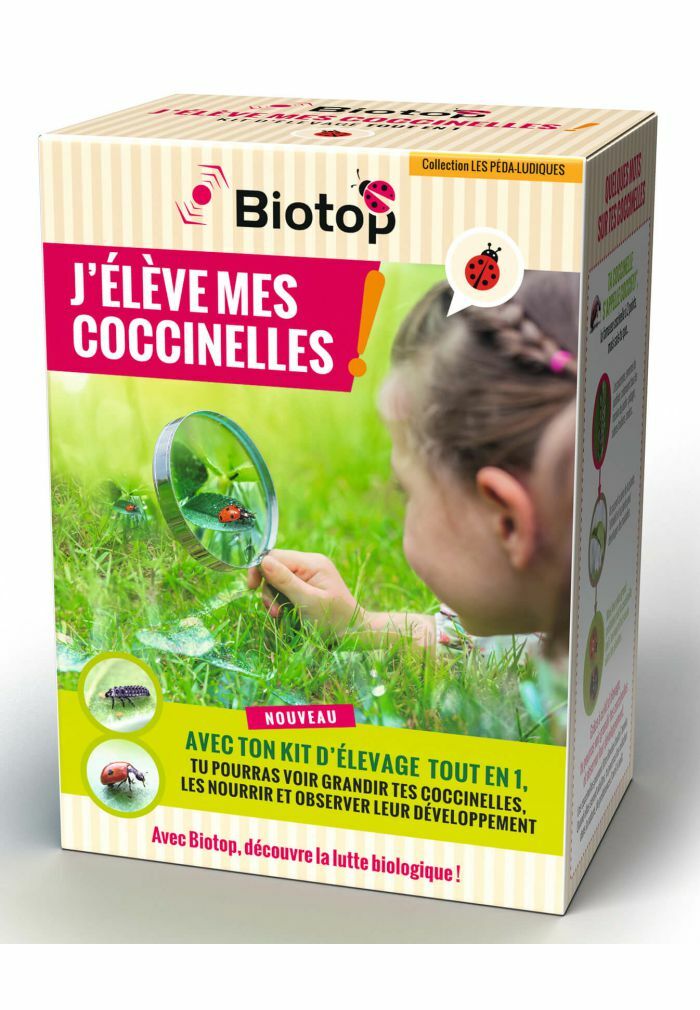 Kit De Mariquitas Muy De 1 - Con Envío Al Mismo Tiempo de Las Larvas