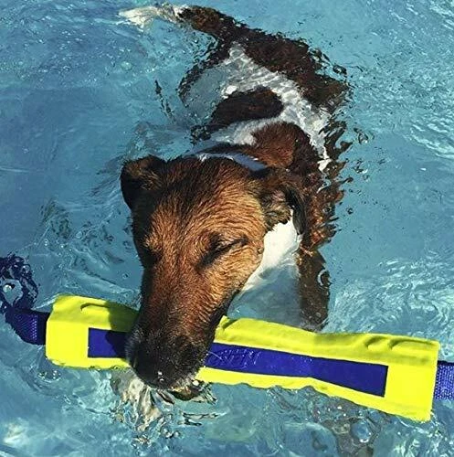 Nerf dog sale competition stick