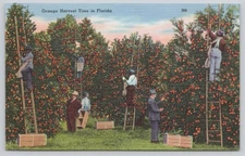 Vintage Orange Harvest Time Florida Postcard Tichnor Bros 268