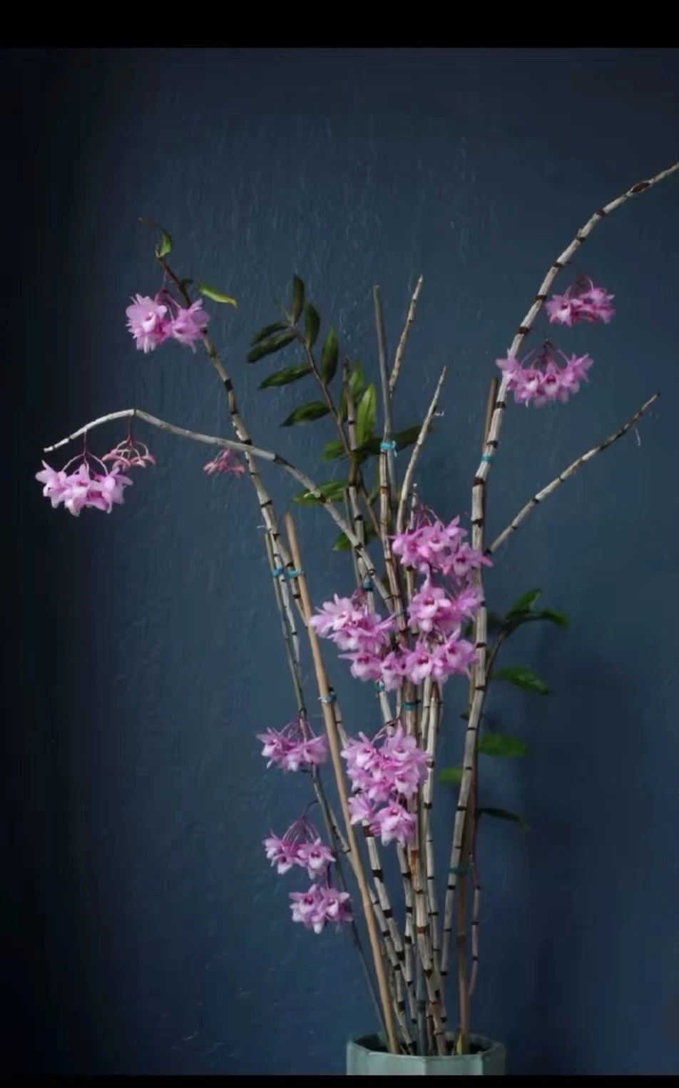 Borneo Dendrobium cumulatum Rare Species Orchid Blooming Size
Opens in a new window or tab