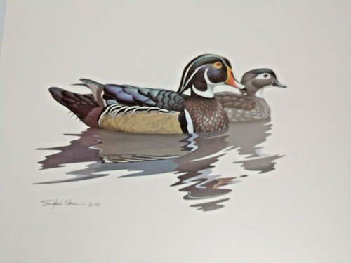 Wildlife Artist Richard Sloan Kunstdruck signiert 1981 Blauschwanz Enten 10X12 - Bild 2 von 5