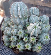 Euphorbia horrida Blue Silver Stems Extreme Pups Specimen Plants