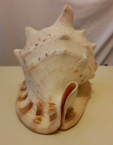 Casco de colección muy grande con cuernos gigantes caracola mar cáscara tiras de tigre 24 cm - Imagen 5 de 12