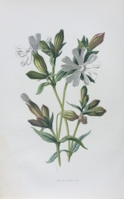 Antiker Druck White Campion 1878 Botanical F.E. Hulme Gartenblumen Wildblumen