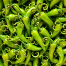 Digital picture  green pepper printable file