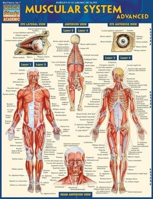 Muscular System Advanced: Quickstudy Laminated Reference Guide by Vincent Perez