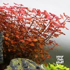 Ludwigia sp. Super Red Mini Live Aquarium Plants -  *BUY 1 GET 1 at 50% OFF