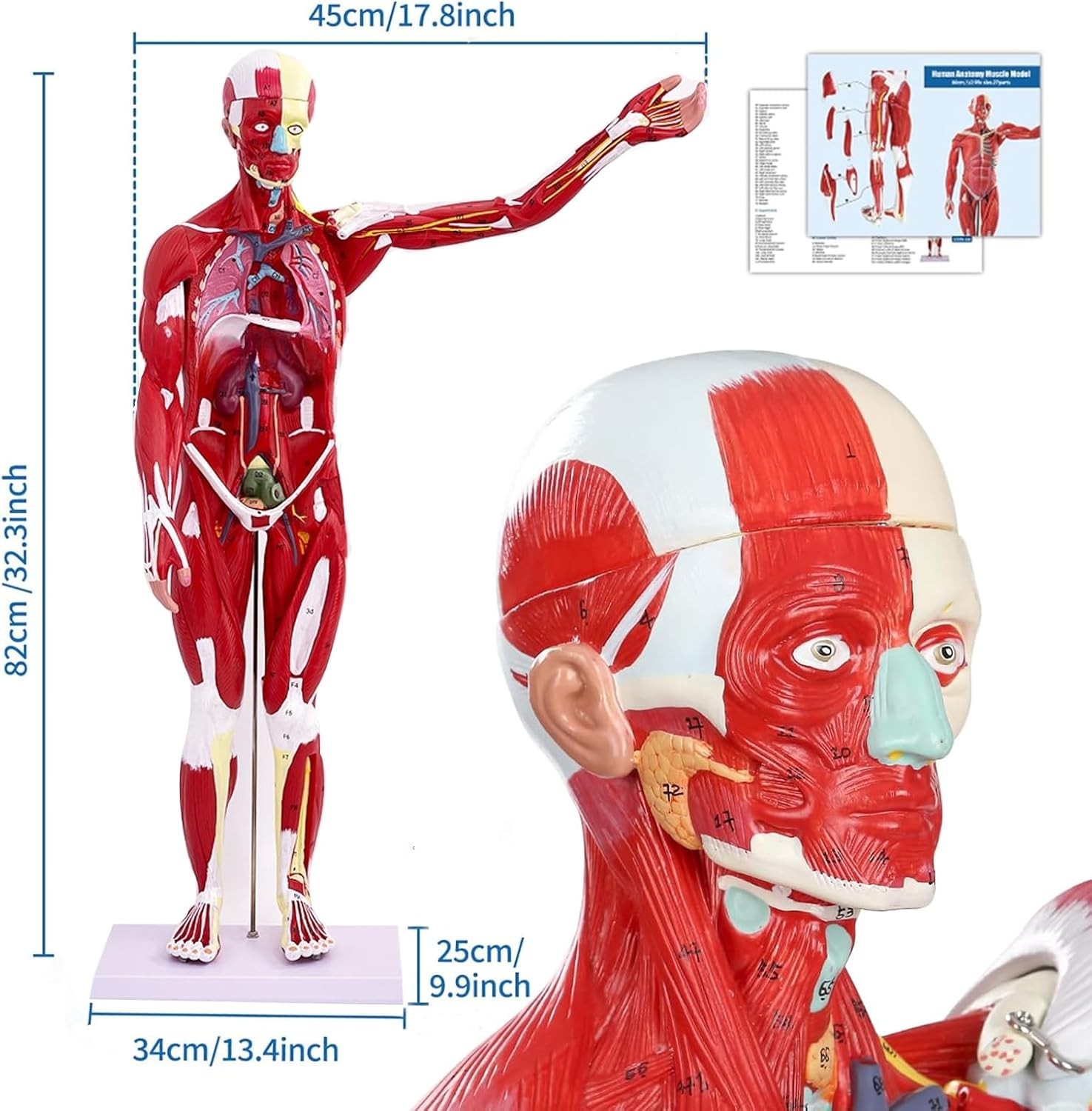 Human Anatomy Muscle Model 27 Parts 33 Inch Half Life Size with Removable Organs