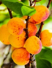 2 (Two) Cold Hardy Apricot Live Trees (3-4 feet Tall, Bare root) Homesteading