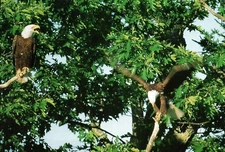 CONTINENTAL SIZE POSTCARD A PAIR OF BALD EAGLES ON MOUNT DESERT ISLAND