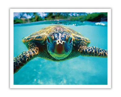 Hawaiian Sea Turtle (Honu) - from an Original Color Photograph by Kirk Lee Aeder