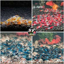 20 2 Mix Rili RED Blue Black OrangeRili Aquarium Shrimp. Live Arrival Guarantee