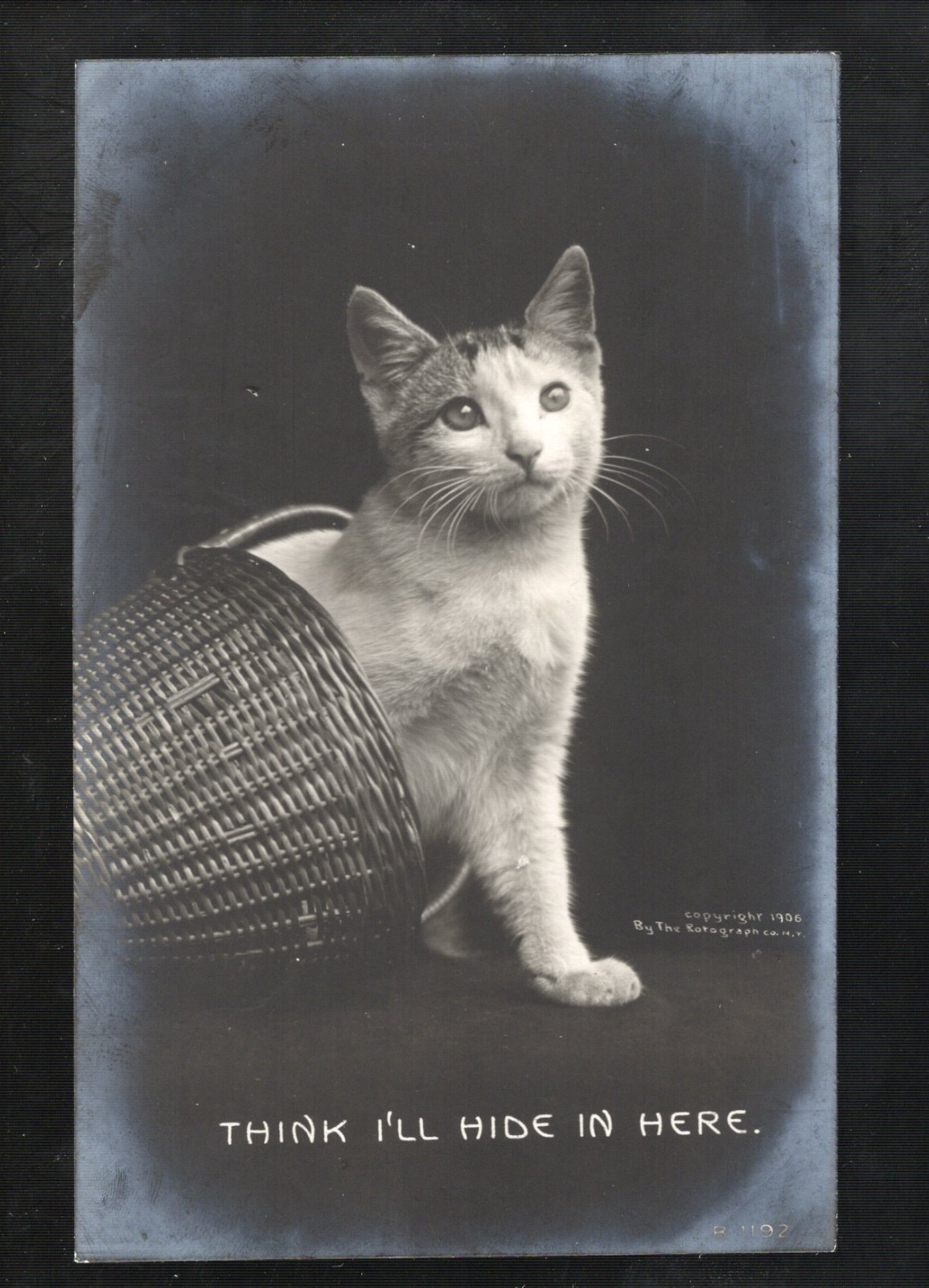 P160 Real Photo Postcard Rotograph Kitten Cat I think I will hide in here basket