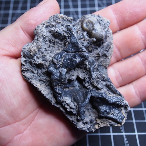 194gr Rugosa, Tabulata Czech Fossil Coral Devonian 1538 - Picture 12 of 24