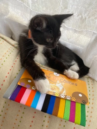 Newborn Puppy Litter Whelping Collars Puppies Supplies Identification Dog Cat ID