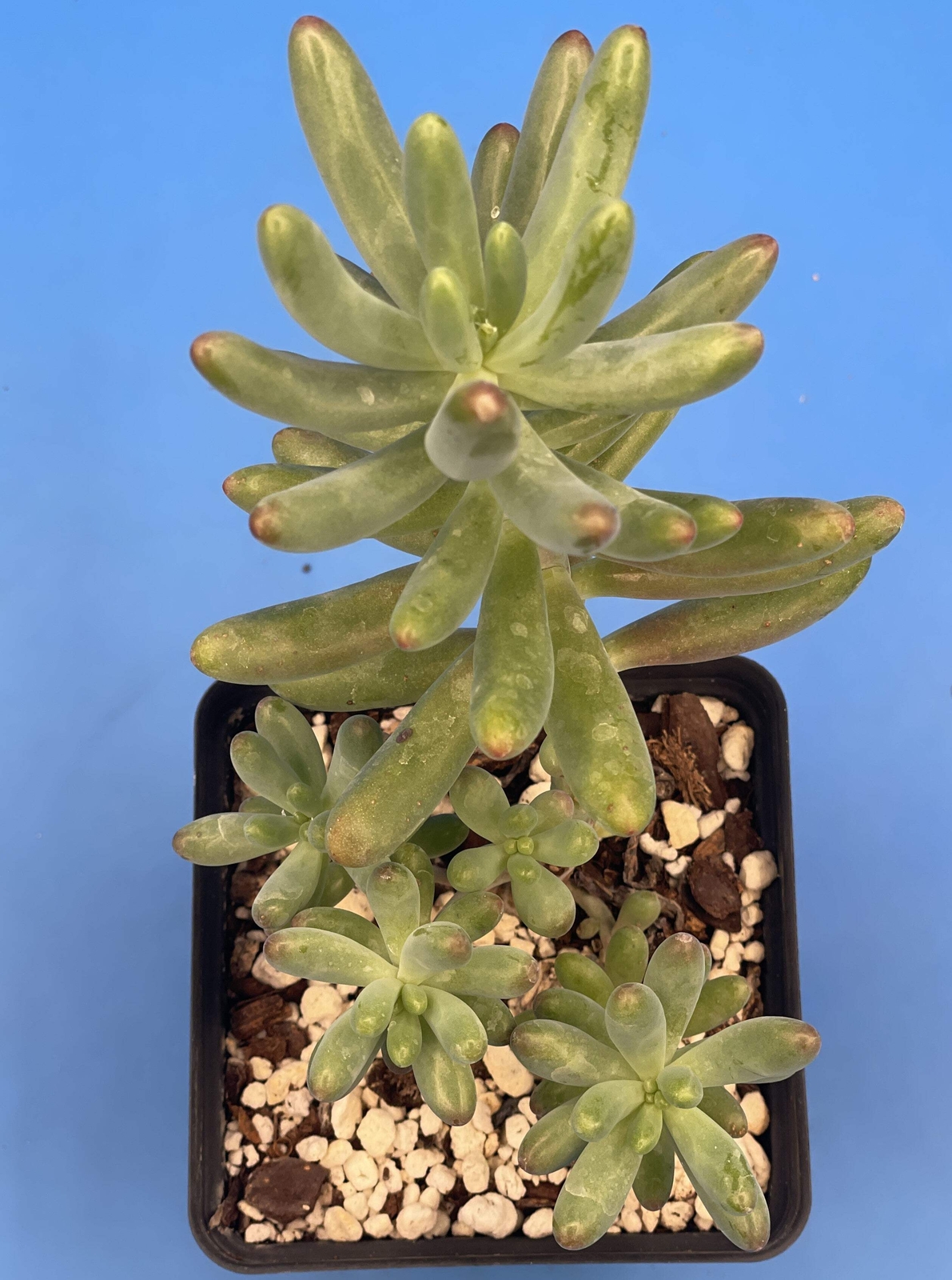 Sedum Pachyphyllum - Jelly Beans Sedum - Ships in 3.5” pot
