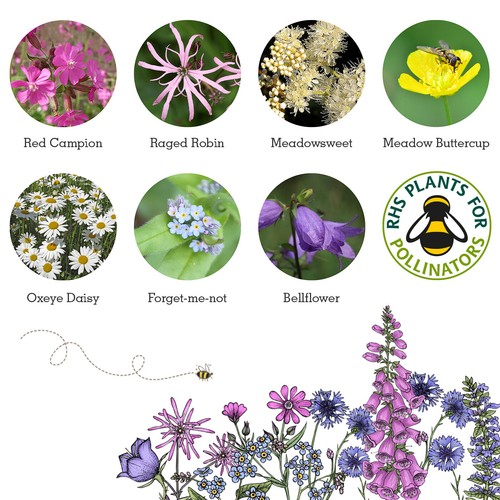 250 Bee-Friendly Wildflower Seed Balls for Easy Growing in Garden Beds or Pots. - Picture 25 of 26