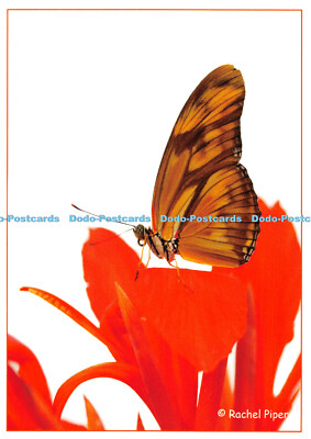 D104424 Dryas Lulia. Julia Schmetterling. Rachel Piper. Schmetterlingswelt