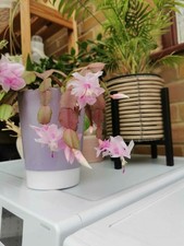 Christmas cactus-Schlumbergera 'Russelliana' Rooted plant in small pot