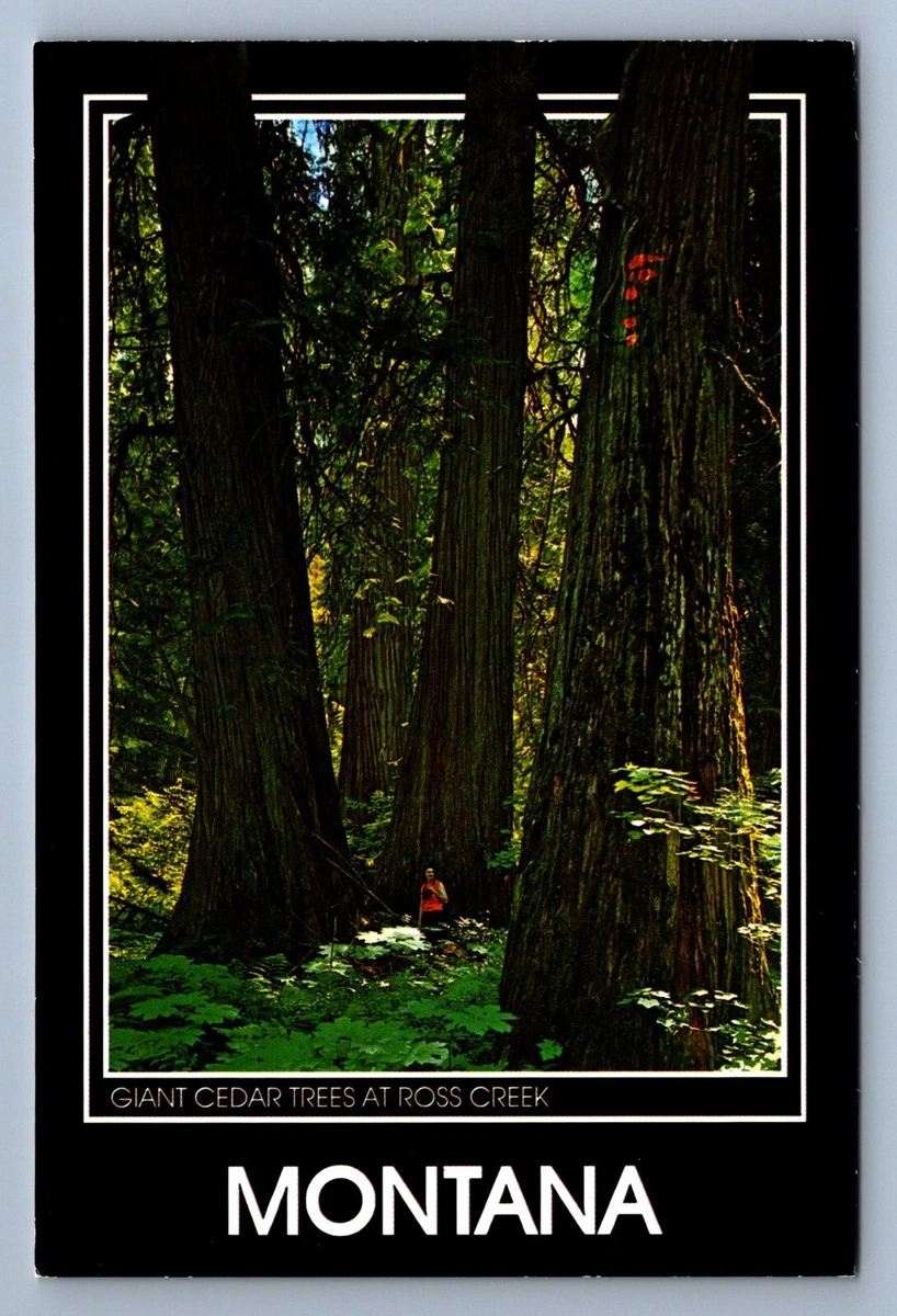 Giant Cedar Trees Montana