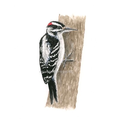 Hairy Woodpecker Hand-Painted Watercolor Giclee Print, Unframed