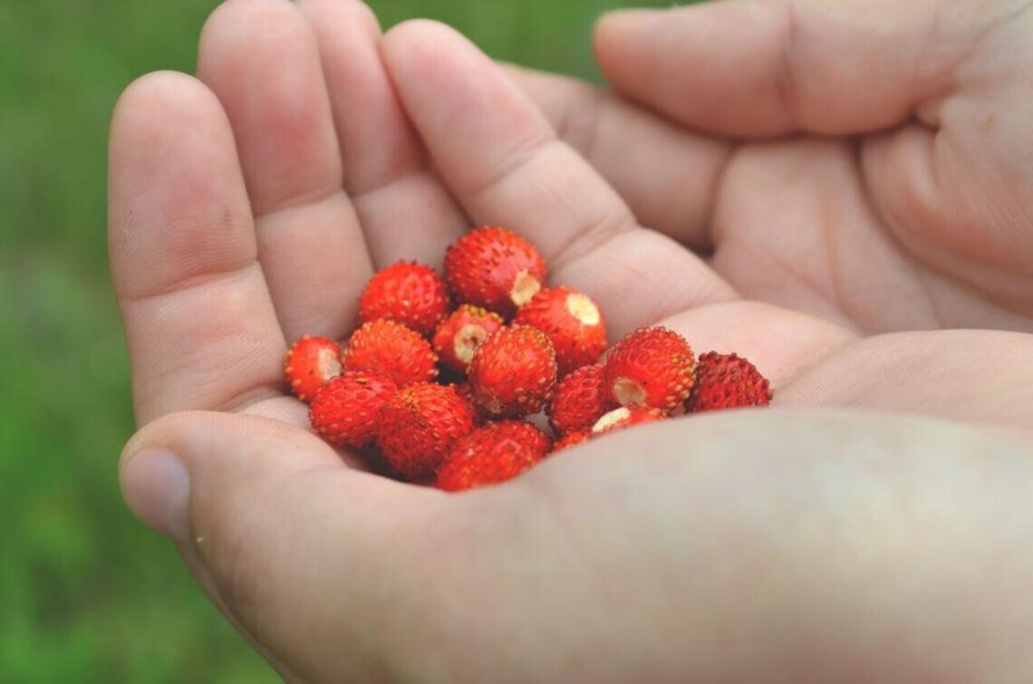 Alexandria Red Alpine Strawberry Fraise des Bois Premium Seed