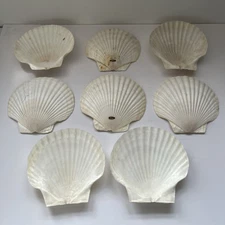 Vtg Sea Shell 6" Snack Plates x 8 Trinket Dish Natural Beach Coastal Clam Decor