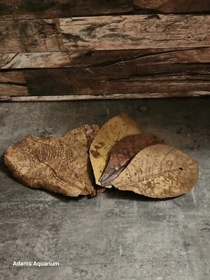 Small Premium Indian Almond Leaves (Catappa) 10-15cm Blackwater Aquarium