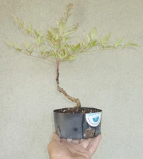 Nandina Heavenly Bamboo Pre Bonsai Dwarf Shohin Nice Movement Trunk Deciduous