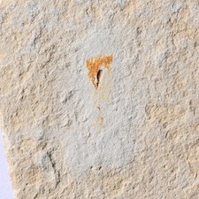 Fossil Styletoctopus annae Cretaceous Lebanon Hajoula Cenoman Octopus Mollusca
