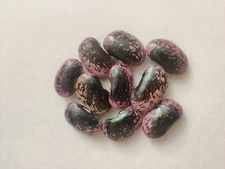 10 Scarlet Runner Bean Seeds, Red Flower, Vining Plant Seed