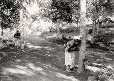 Workers on an Indian rubber plantation tapping the trees 1930 Old Photo