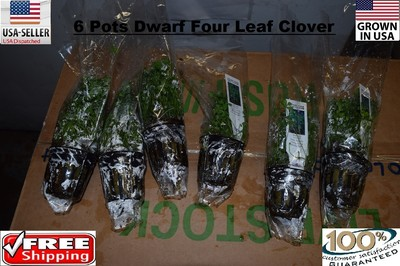 #ad 6 pots Four leaf clover Pot plants Easy Aquarium aquascaping planted tank easy $34.99