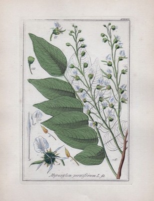1850 Myroxylon tree tropical forest Kräuter Heilkräuter herbal herbs Kupferstich