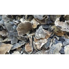 Dried USA Turkey Tail Whole and Powder 2025 season