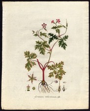 Antique Print-GERANIUM ROBERTIANUM-HERB ROBERT-Sepp-Flora Batava-1800