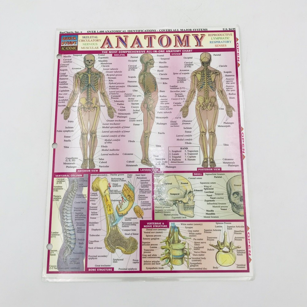 Anatomy Laminated Tri Fold Study Guide Study Aide Quick Study All Major Systems
