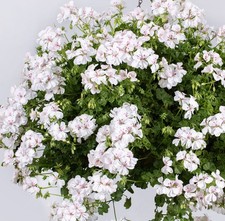 6 Trailing Geranium Ivy Leaf White Hanging Basket Patio Plug Plants