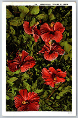 Hibiscus Blossoms, Florida c1935-40 UP Asheville Post Card Co. Postcard
