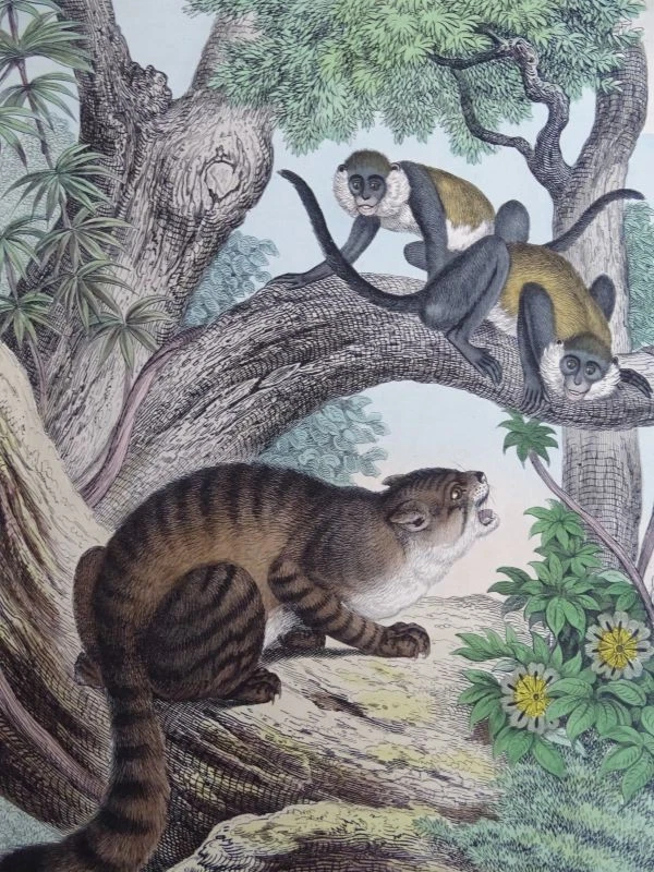 130 Grafiken Konvolut - Stahlstiche Lithographien Kupferstiche - Zoologie - 1849 - Bild 4 von 4