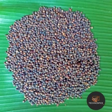 Black Pepper Whole Peppercorns Organic Natural Pure Ceylon & Best Quality spices